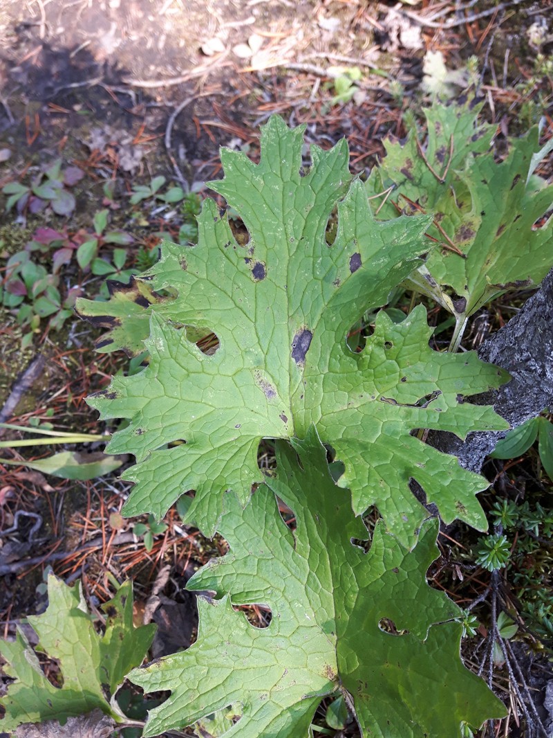 Petasites frigidus var. frigidus photo 8