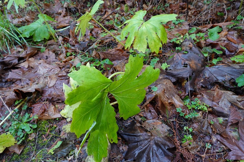 Petasites frigidus var. palmatus