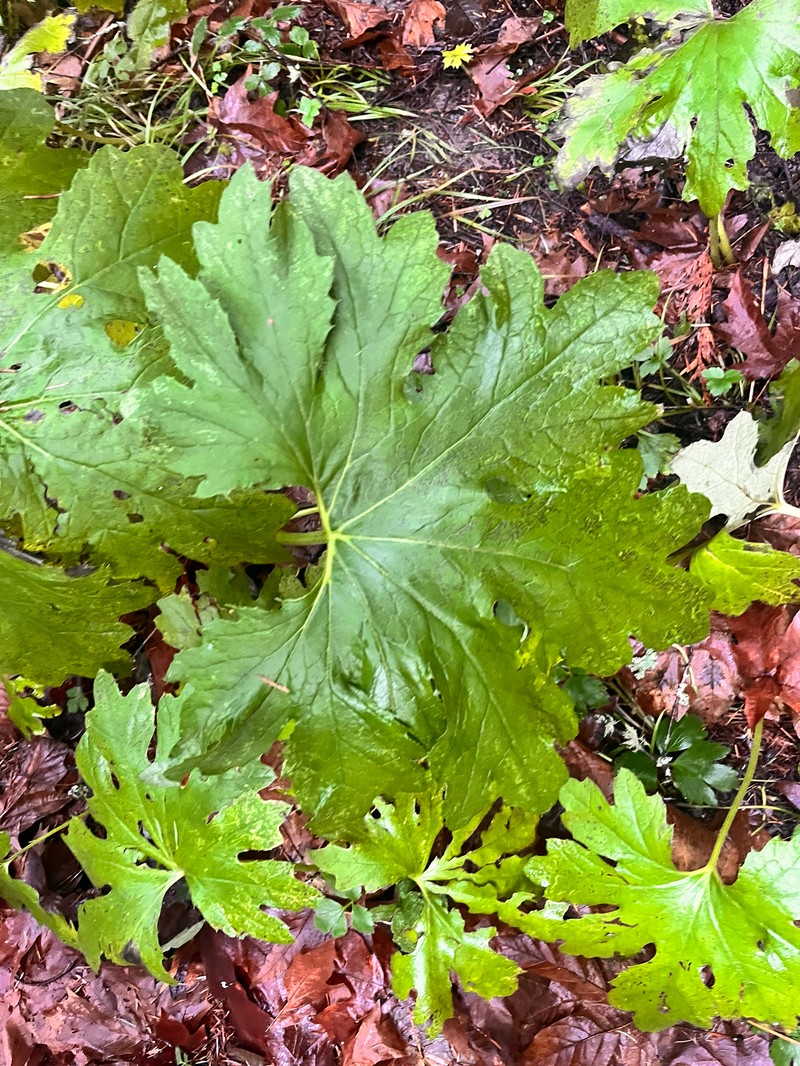 Petasites frigidus var. palmatus photo 2