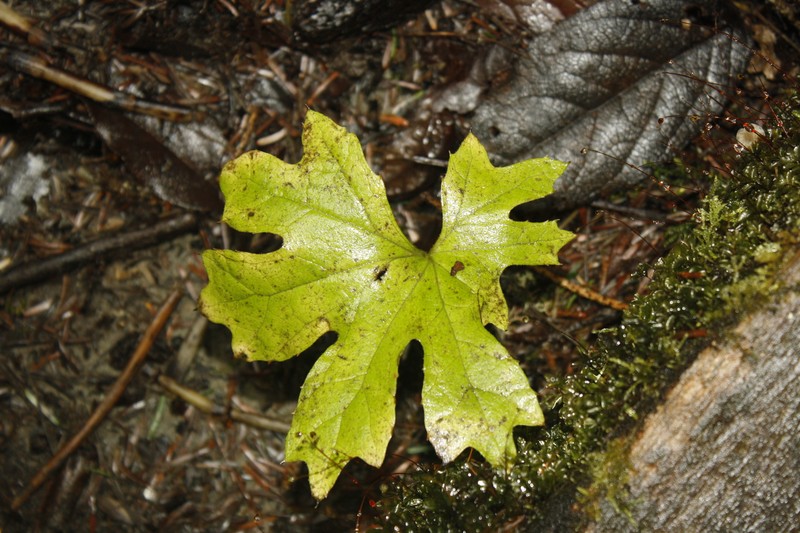 Petasites frigidus var. palmatus photo 3