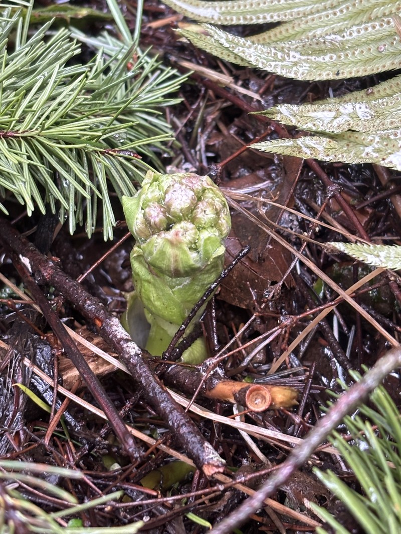 Petasites frigidus var. palmatus photo 4