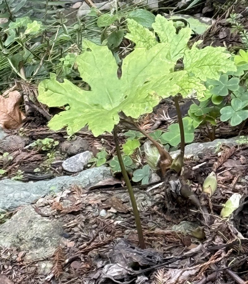 Petasites frigidus var. palmatus photo 5