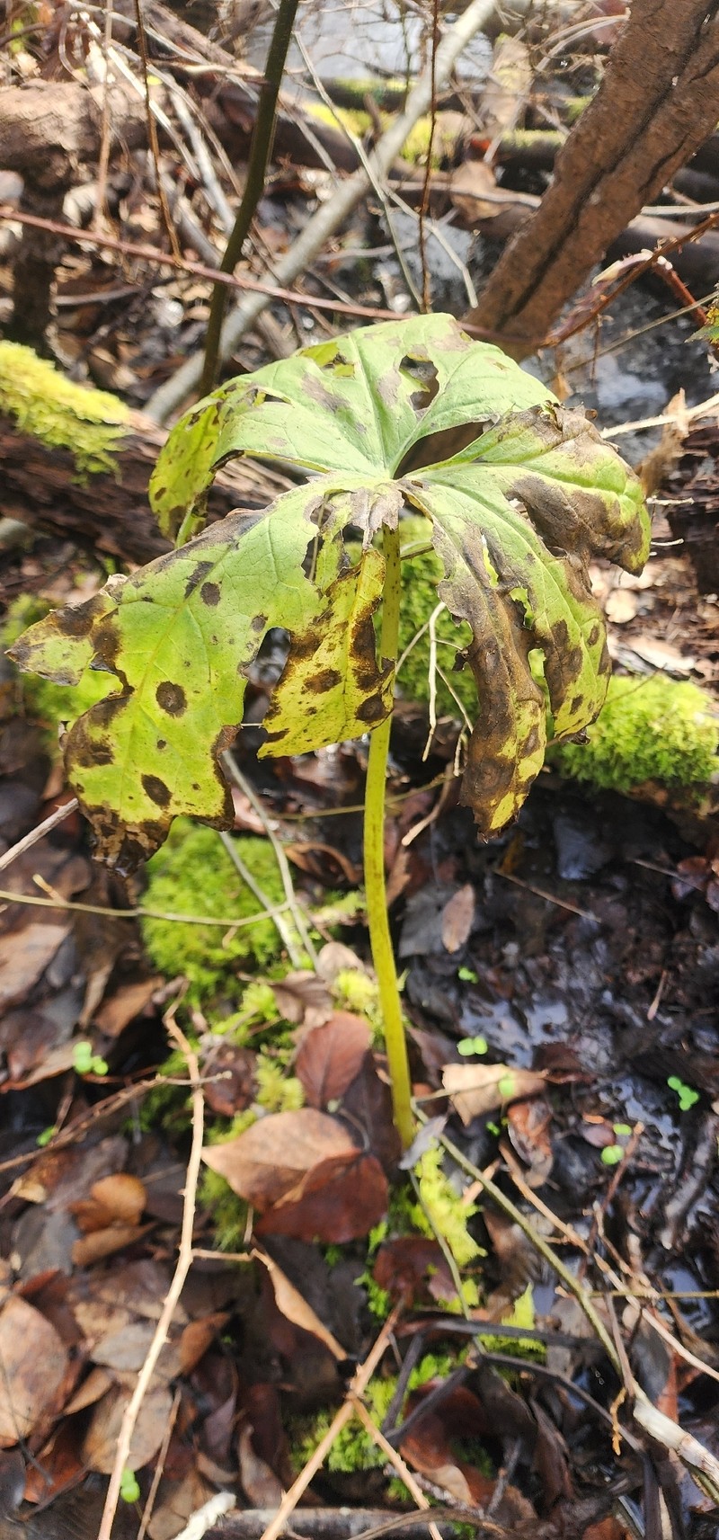 Petasites frigidus var. palmatus photo 6