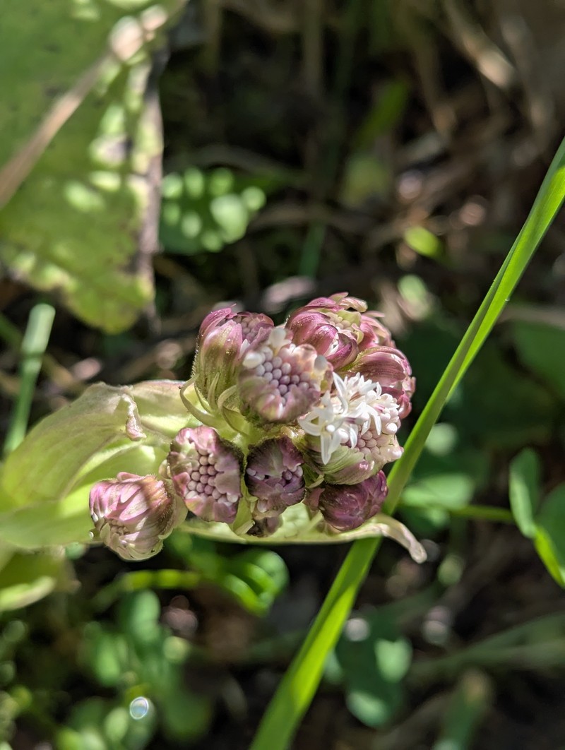 Petasites frigidus var. palmatus photo 7