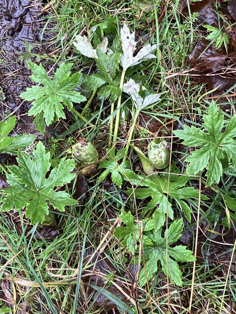 Petasites frigidus var. palmatus photo 8