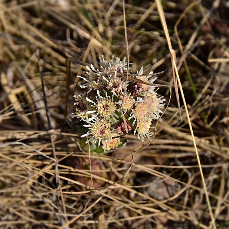 Petasites frigidus var. sagittatus