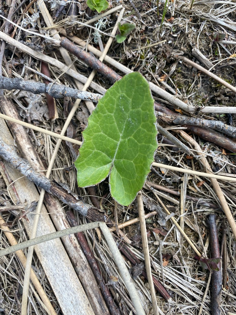 Petasites frigidus var. sagittatus photo 2