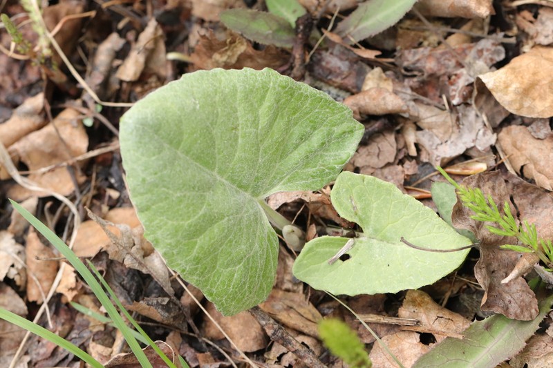 Petasites frigidus var. sagittatus photo 4