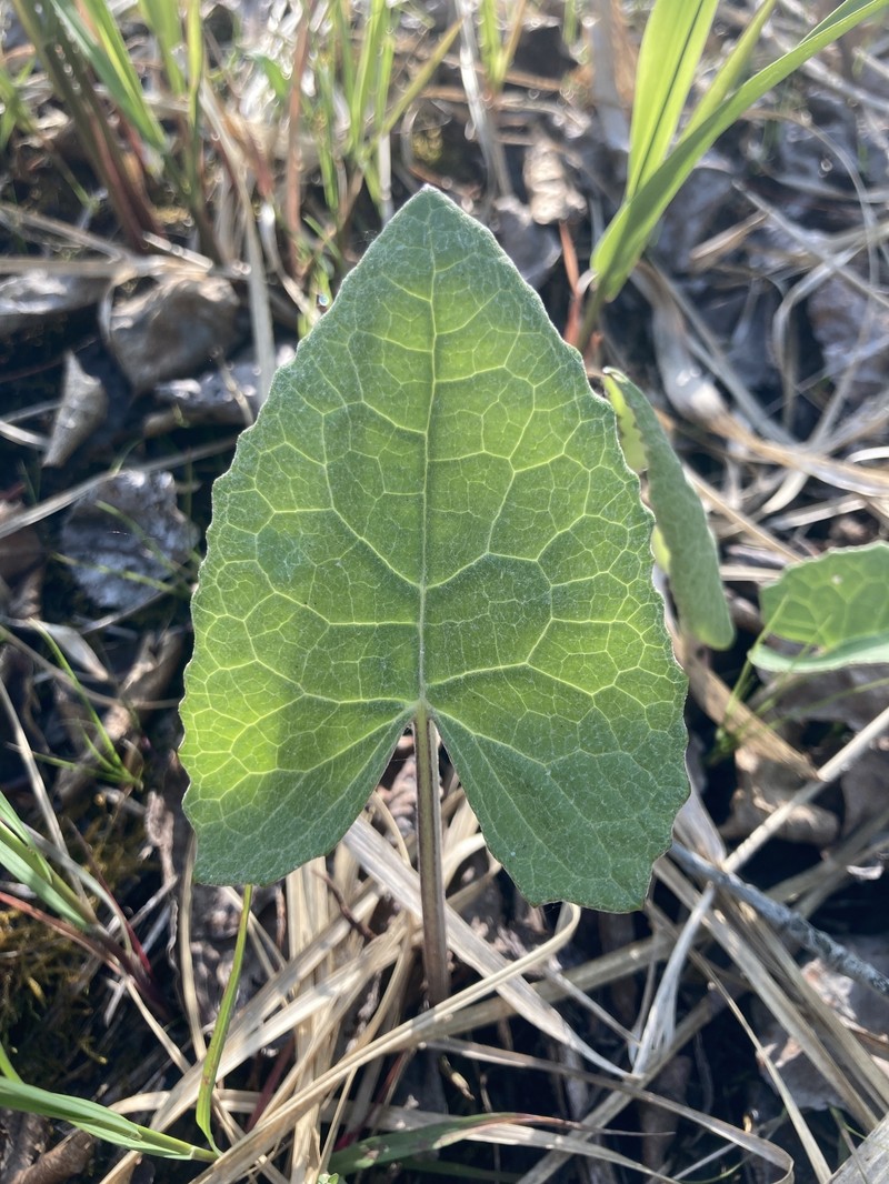 Petasites frigidus var. sagittatus photo 5