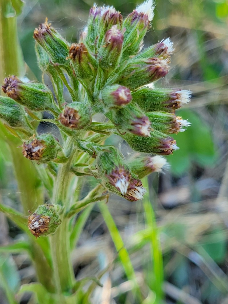 Petasites frigidus var. sagittatus photo 6