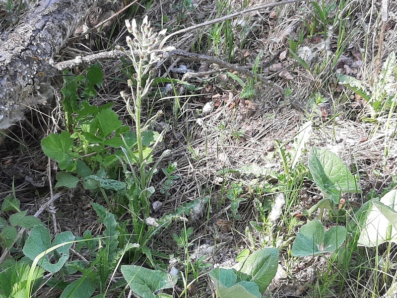 Petasites frigidus var. sagittatus photo 7