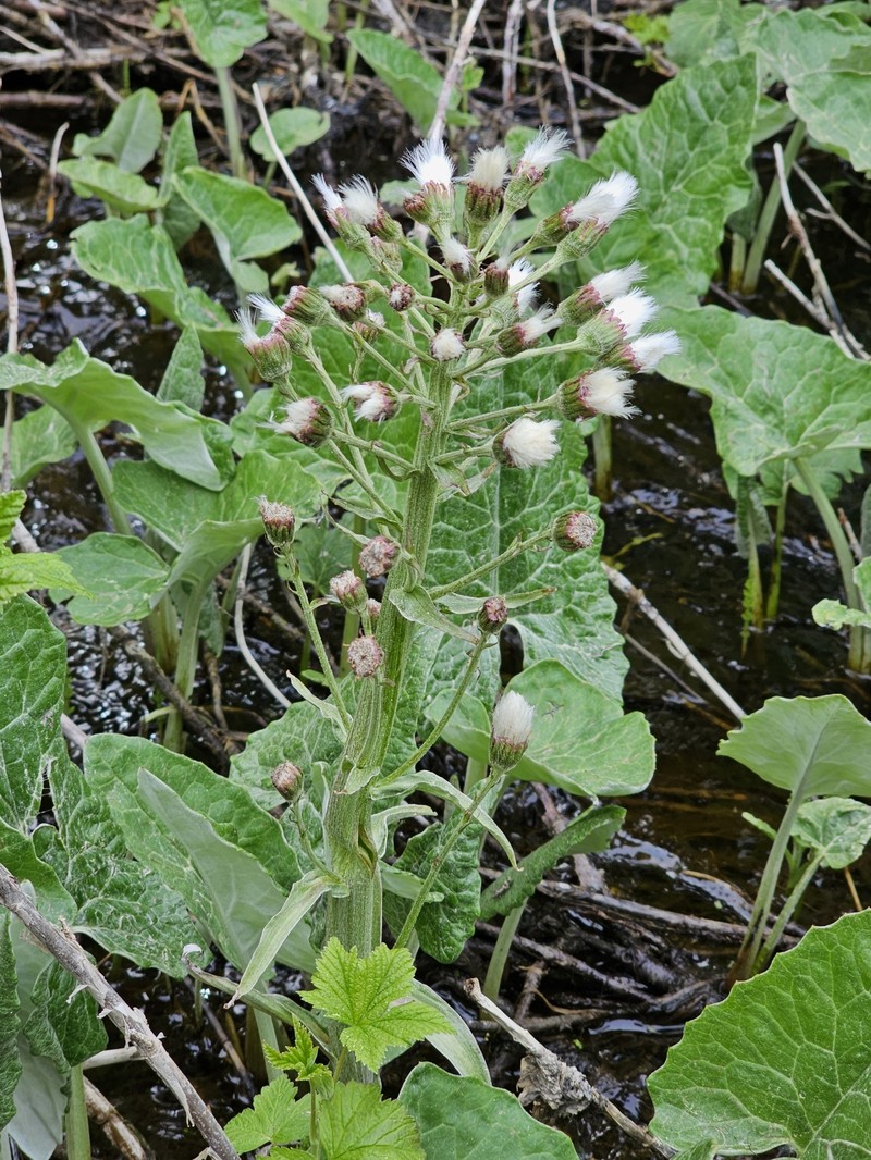 Petasites frigidus var. sagittatus photo 8