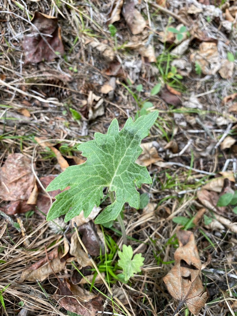 Petasites frigidus var. vitifolius