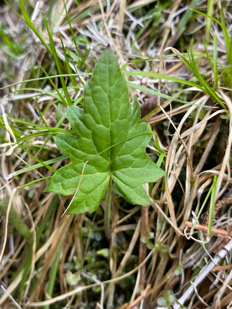 Petasites frigidus var. vitifolius photo 2