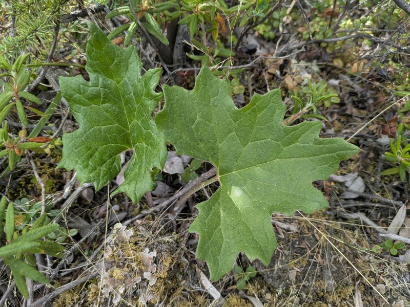Petasites frigidus var. vitifolius photo 5