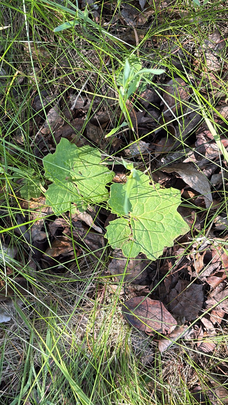 Petasites frigidus var. vitifolius photo 6