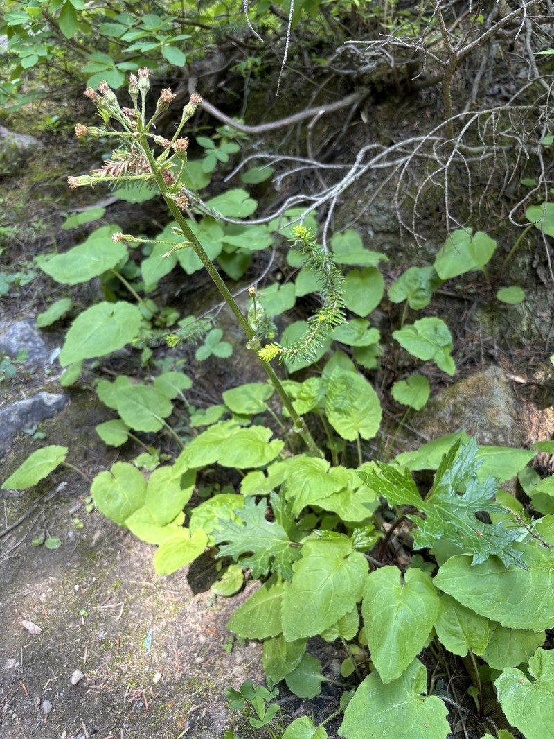Petasites frigidus var. vitifolius photo 7