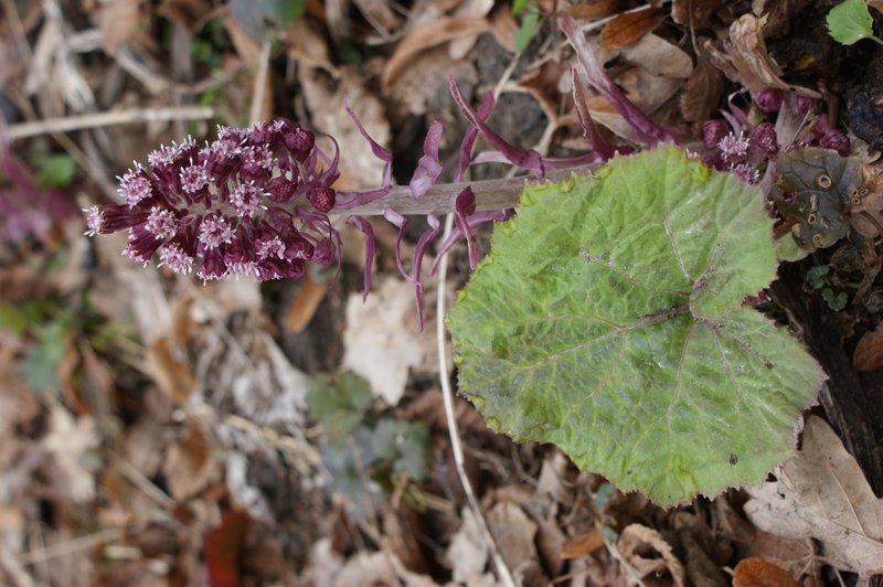 Pestilence Wort photo 5