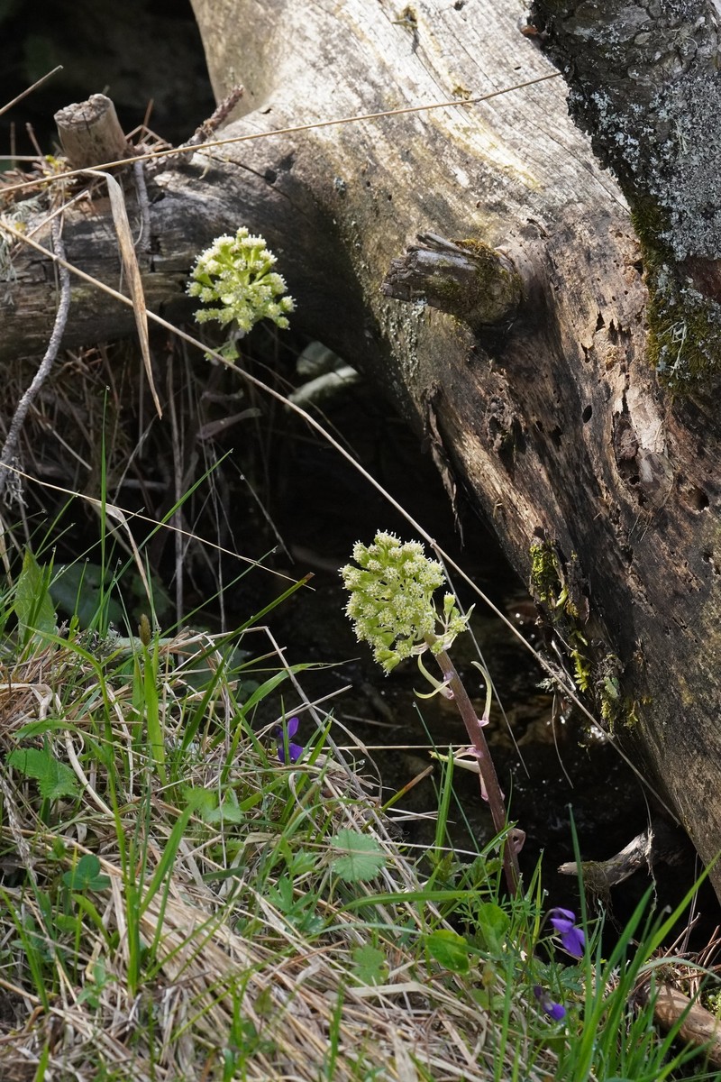 Petasites hybridus subsp. ochroleucus