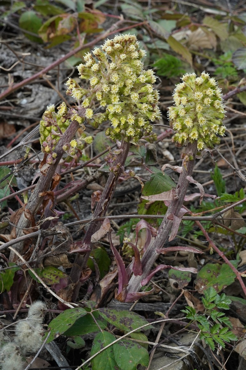 Petasites hybridus subsp. ochroleucus photo 2