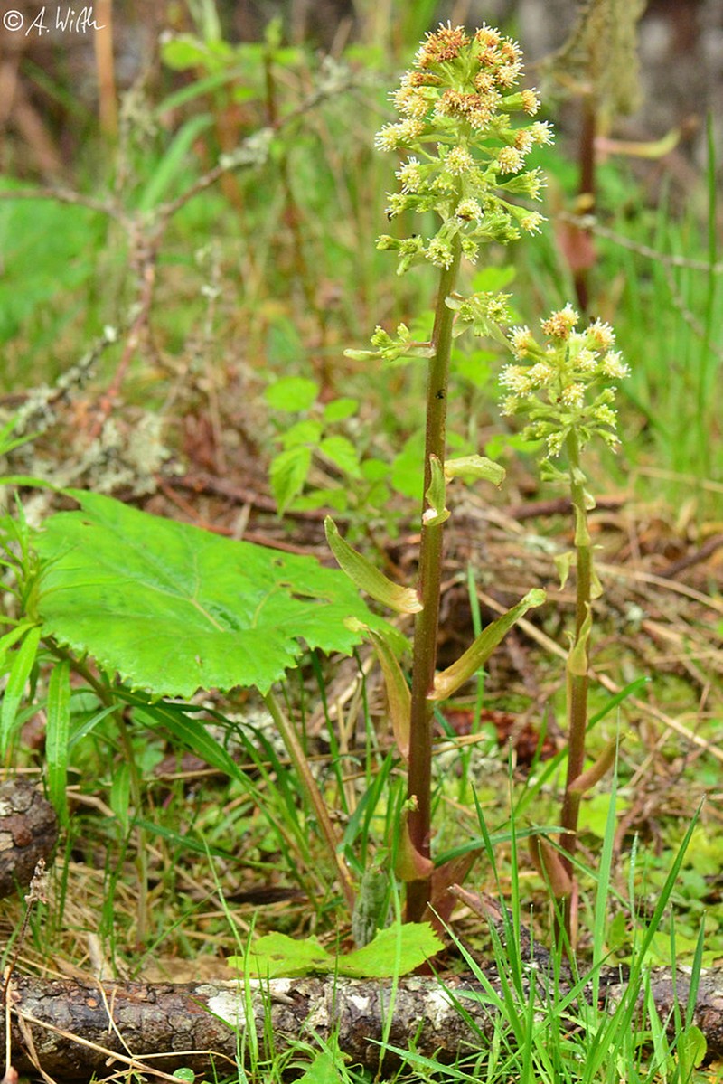 Petasites hybridus subsp. ochroleucus photo 3