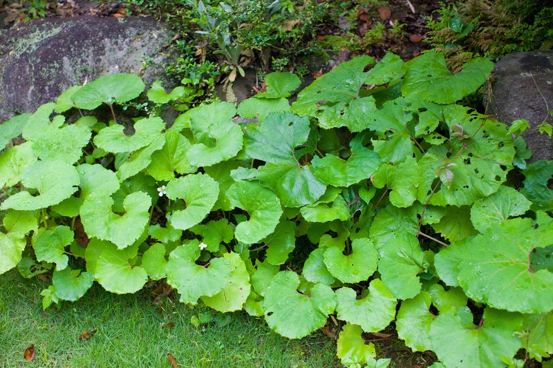 Japanese Sweet Coltsfoot
