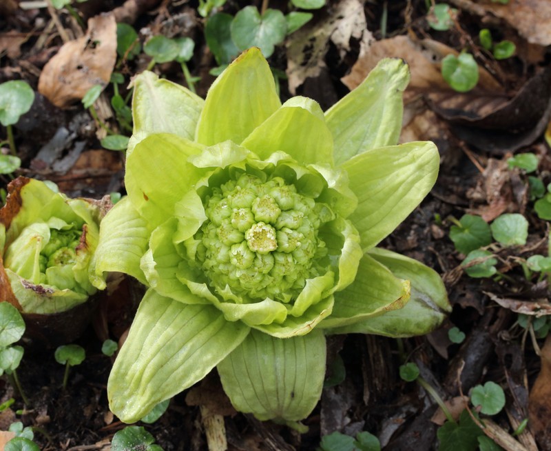 Japanese Sweet Coltsfoot photo 5