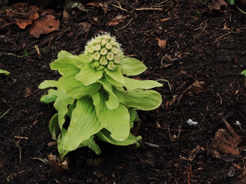 Japanese Sweet Coltsfoot photo 6