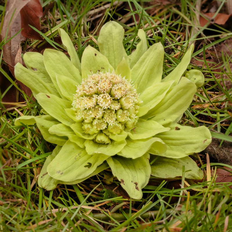 Japanese Sweet Coltsfoot photo 2