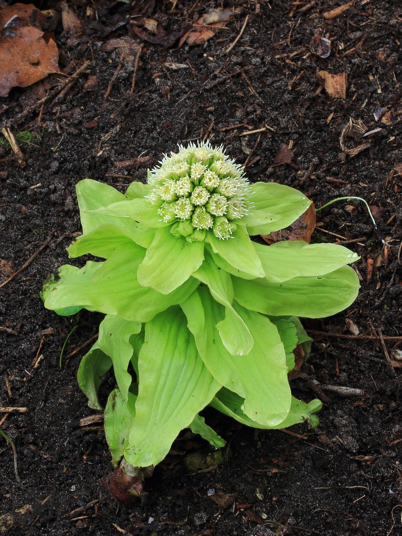 Japanese Sweet Coltsfoot photo 3