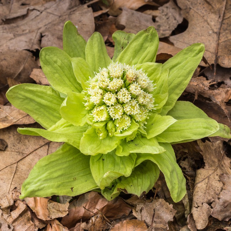Japanese Sweet Coltsfoot photo 4