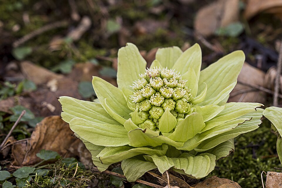 Japanese Sweet Coltsfoot photo 8
