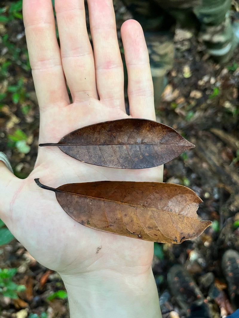 Peteniodendron jariense