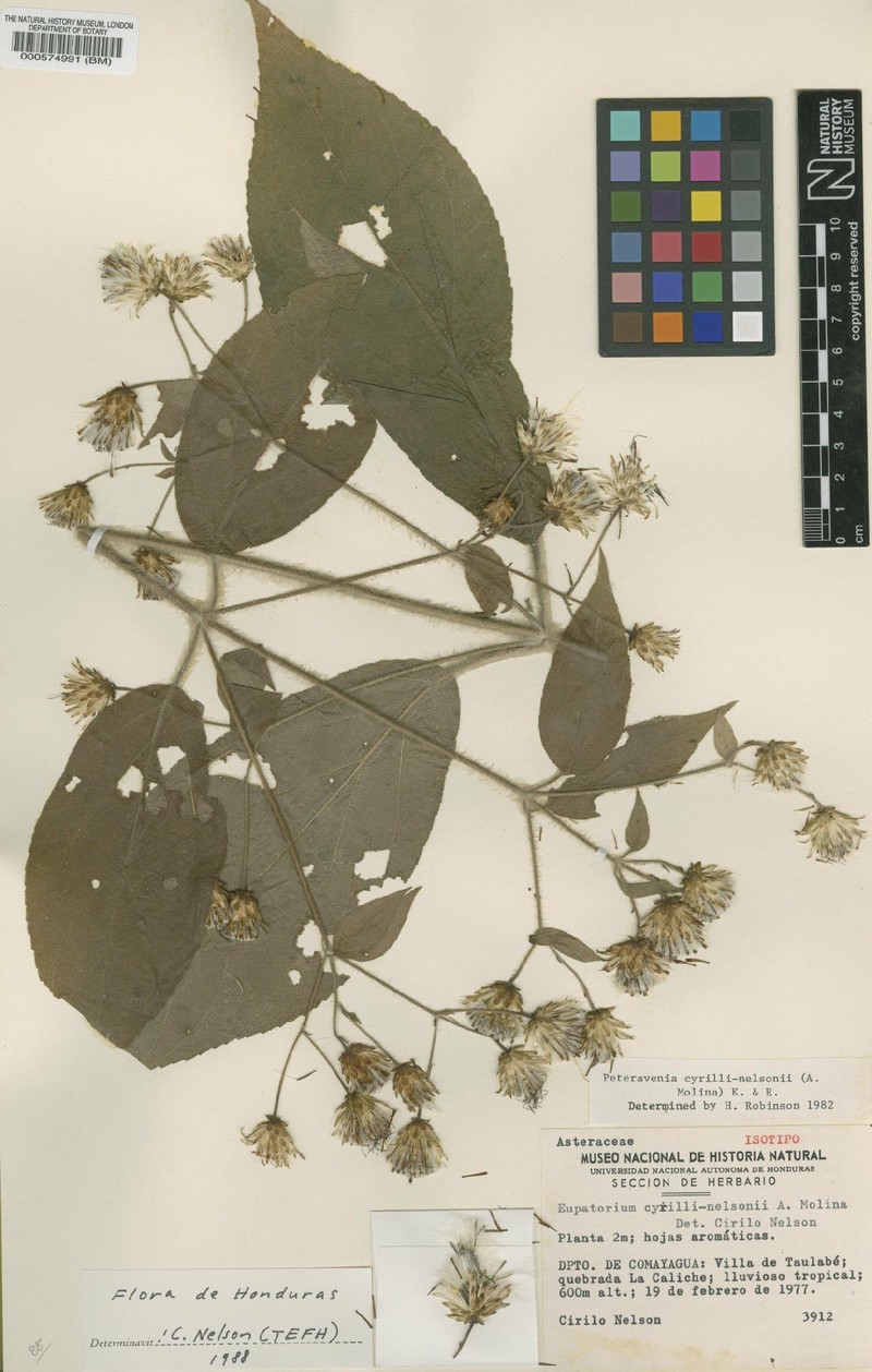 Peteravenia cyrili-nelsonii