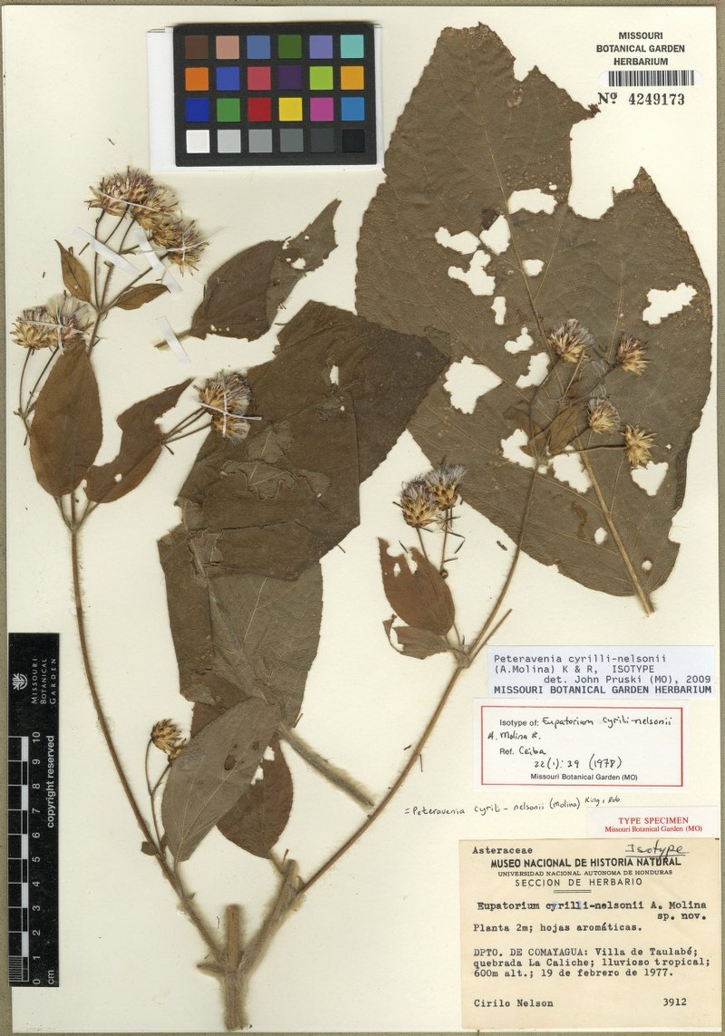 Peteravenia cyrili-nelsonii photo 2