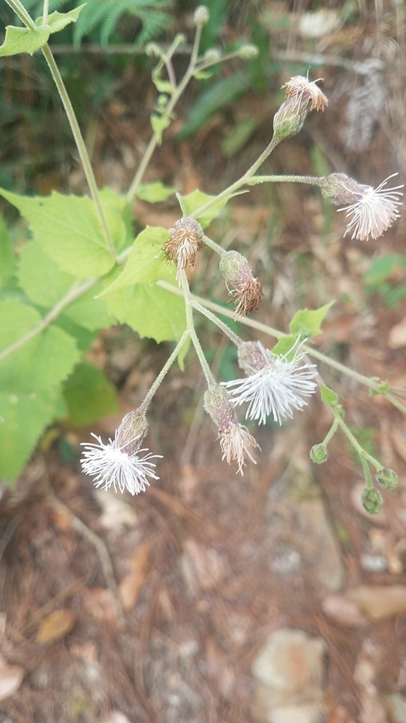 Peteravenia grisea