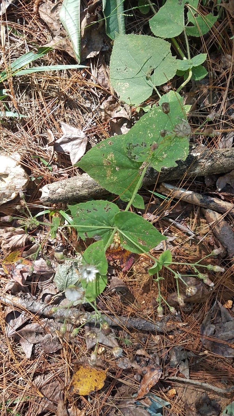 Peteravenia grisea photo 2