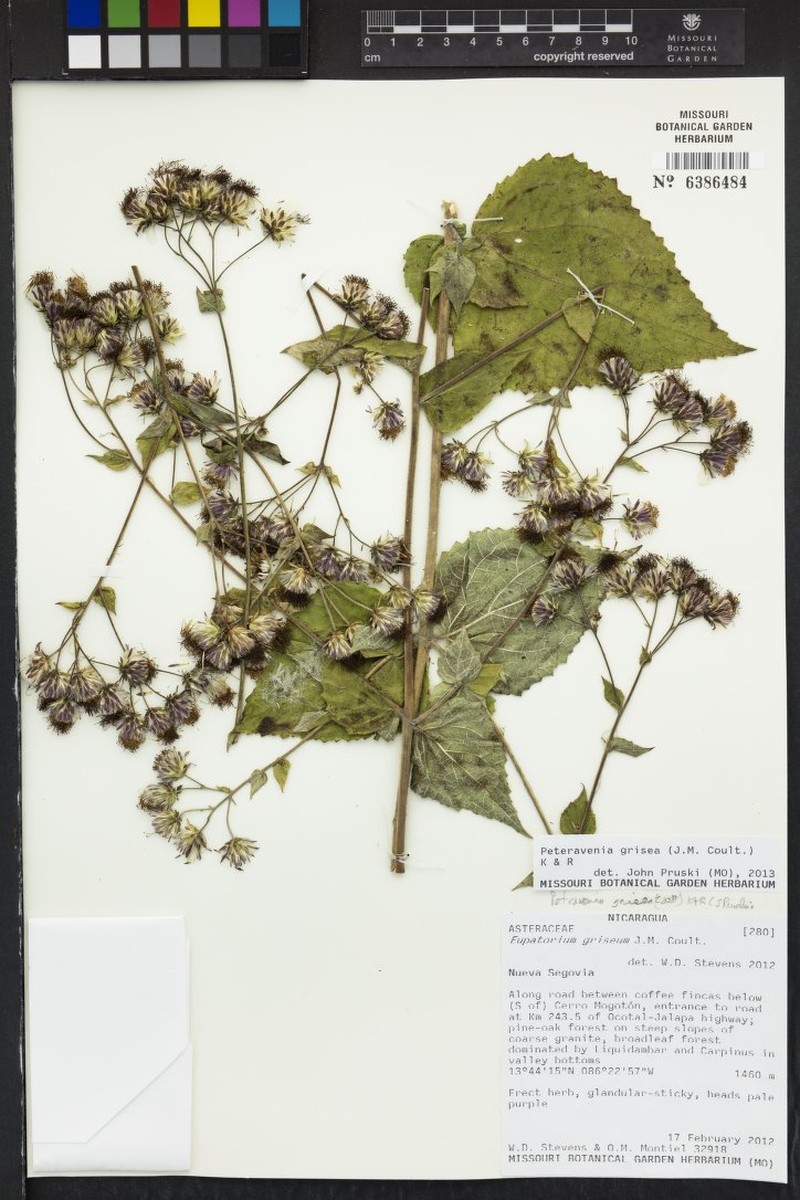 Peteravenia grisea photo 3