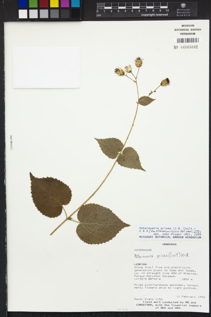 Peteravenia grisea photo 4
