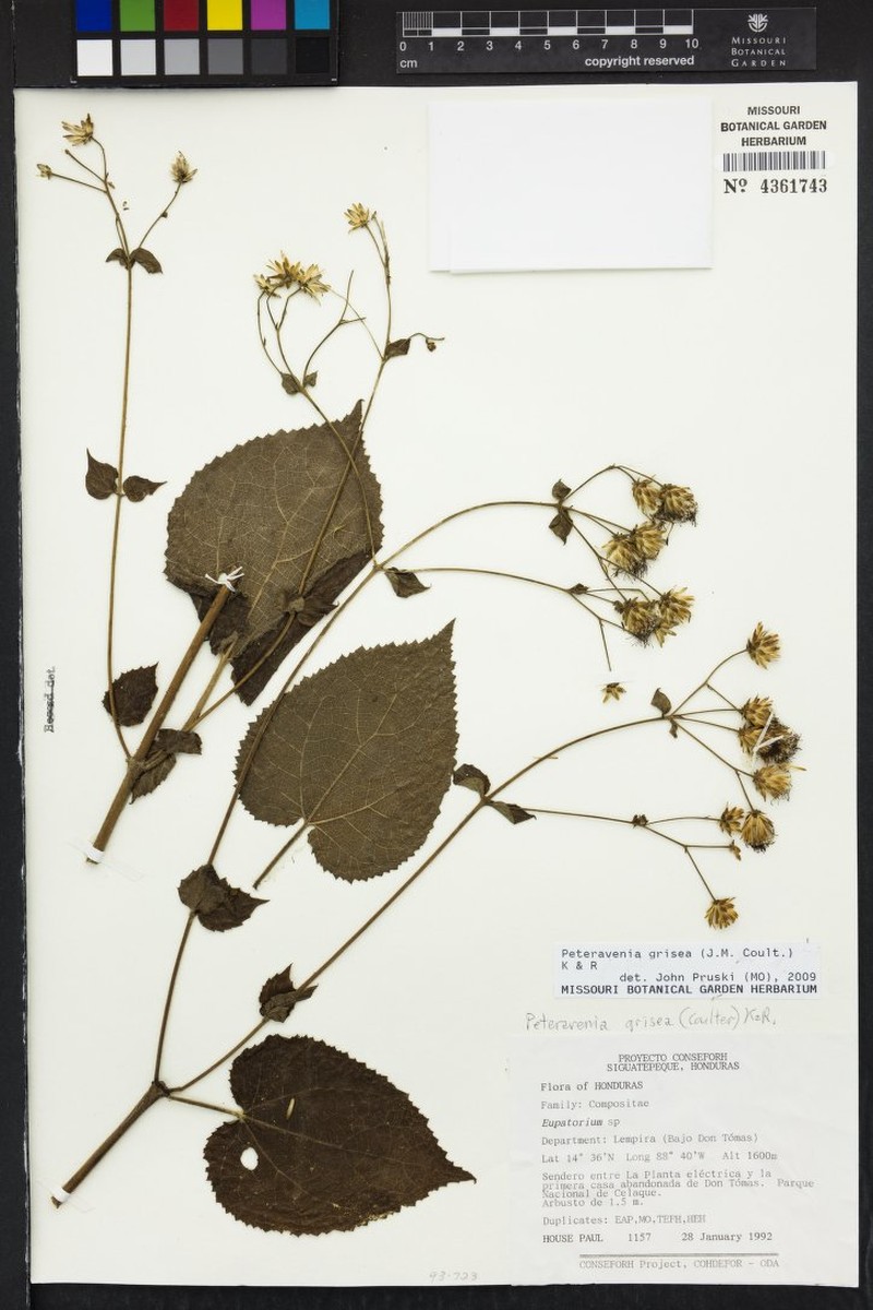Peteravenia grisea photo 5
