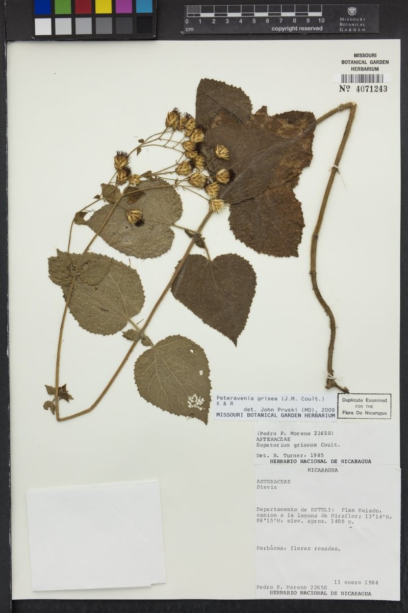 Peteravenia grisea photo 6