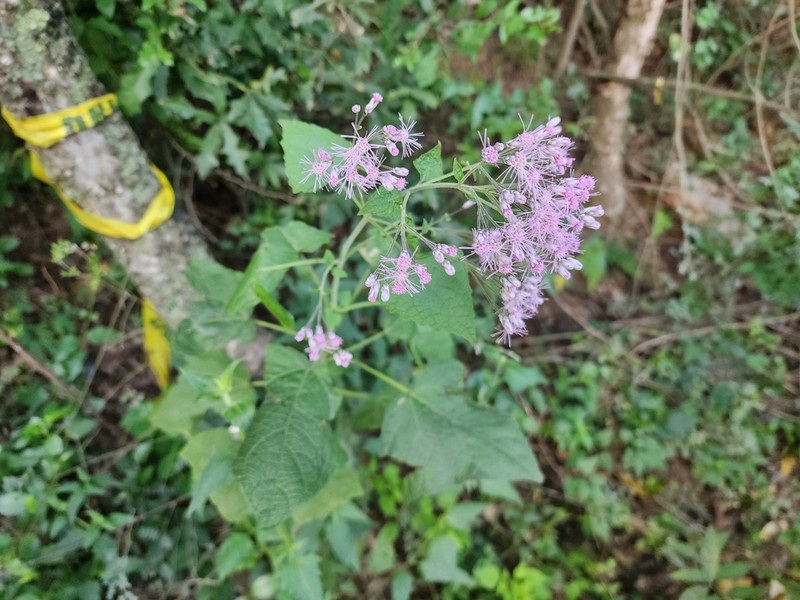 Peteravenia malvifolia photo 2