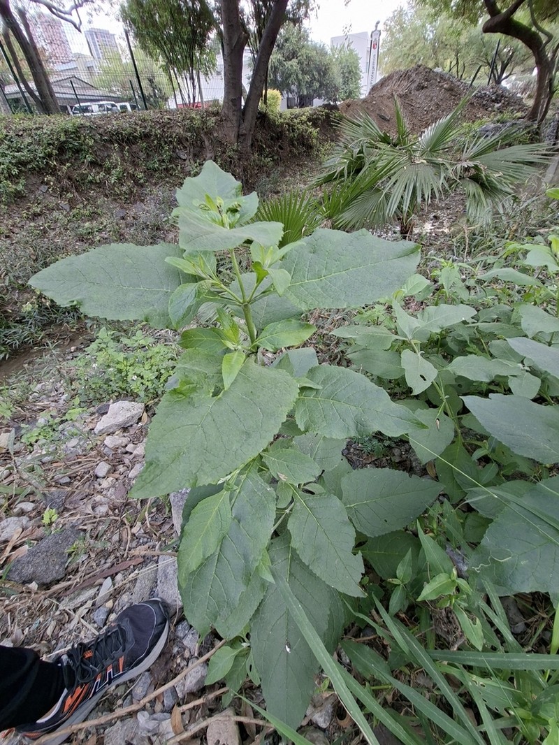 Peteravenia malvifolia photo 3