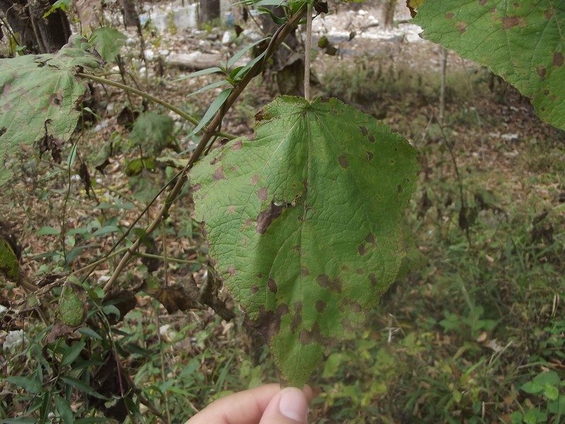 Peteravenia malvifolia photo 8