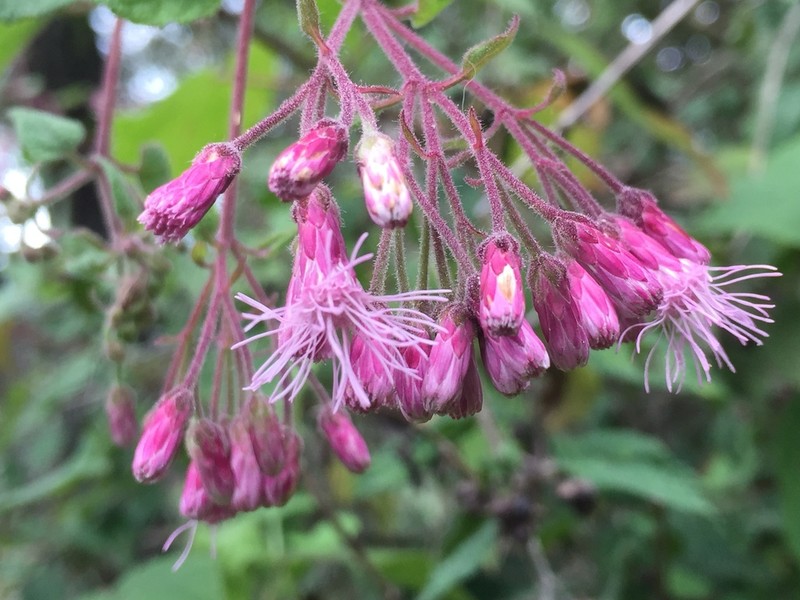 Peteravenia phoenicolepis photo 2