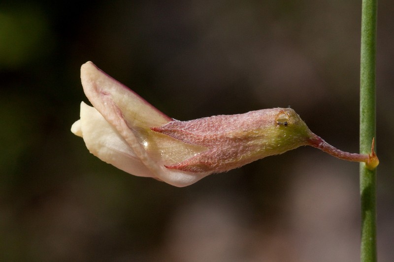 Rush Peteria photo 2