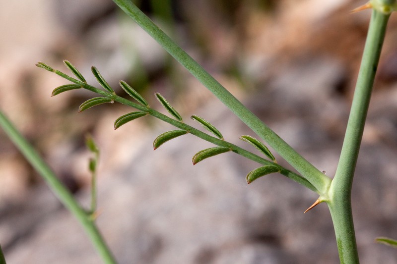 Rush Peteria photo 3