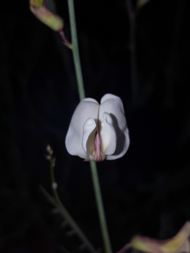Rush Peteria photo 4