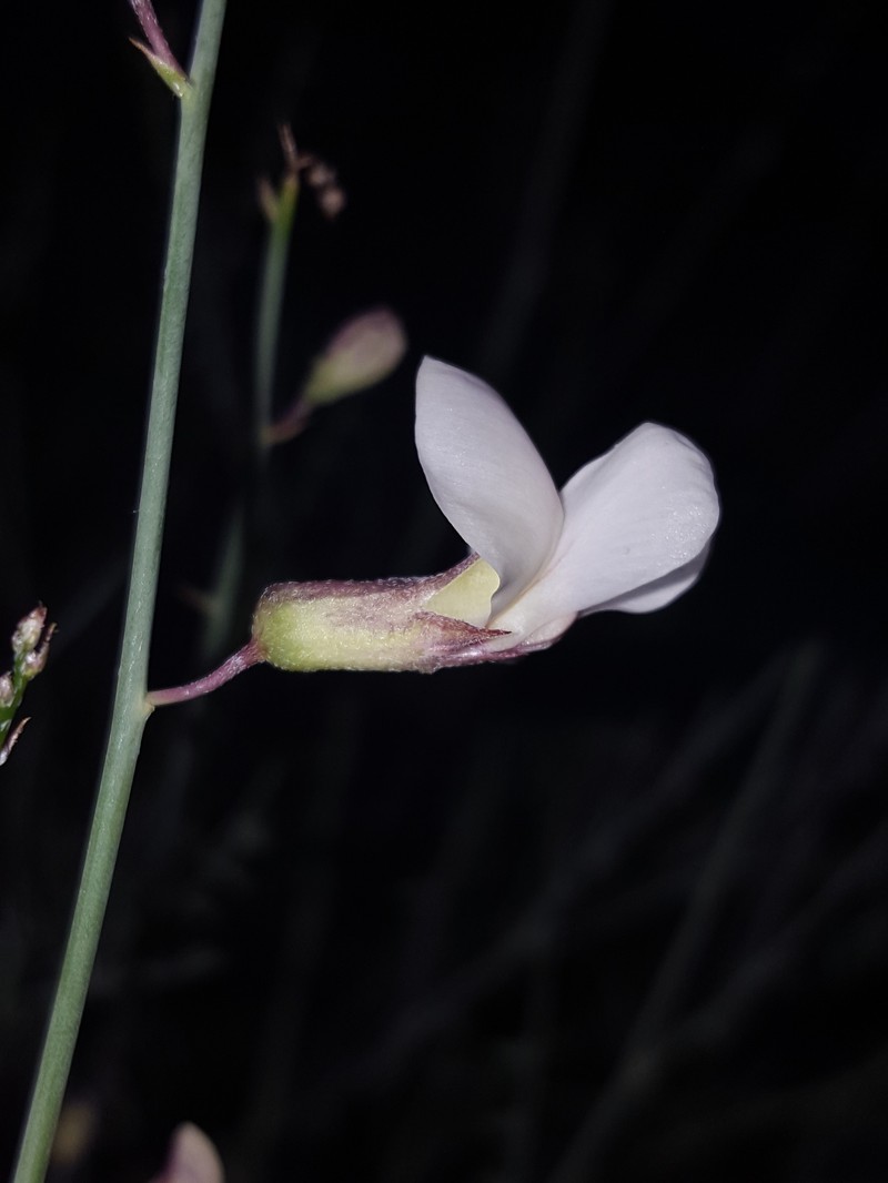 Rush Peteria photo 5