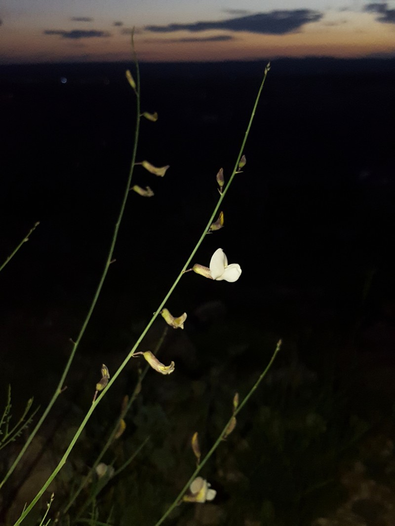 Rush Peteria photo 7